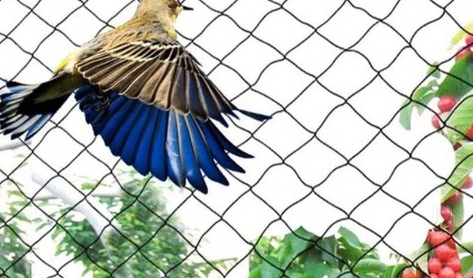 anti bird nets in Vijayawada